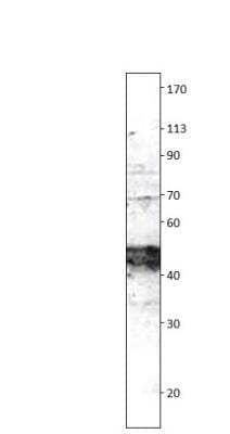 Western Blot: Irisin/FNDC5 Antibody [NBP3-12317] - 1:500 antibody dilution in DiluObuffer. Apparent MW is 45 KDa.