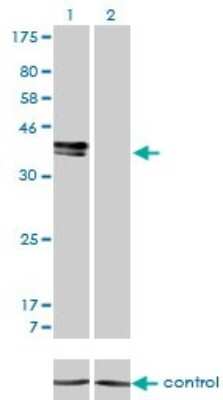 Western Blot: Islet-1 Antibody (1A3) [H00003670-M01] - Analysis of ISL1 over-expressed 293 cell line, cotransfected with ISL1 Validated Chimera RNAi ( Cat # H00003670-R01V ) (Lane 2) or non-transfected control (Lane 1). Blot probed with ISL1 monoclonal antibody (M01), clone 1A3 (Cat # H00003670-M01 ). GAPDH ( 36.1 kDa ) used as specificity and loading control.