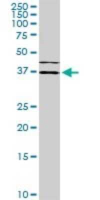 Western Blot: Islet-1 Antibody (1A3) [H00003670-M01] - ISL1 monoclonal antibody (M01), clone 1A3. Analysis of ISL1 expression in Hela S3 NE.