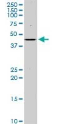Western Blot: Islet-1 Antibody (1A3) [H00003670-M01] - ISL1 monoclonal antibody (M01), clone 1A3. Analysis of ISL1 expression in K-562.