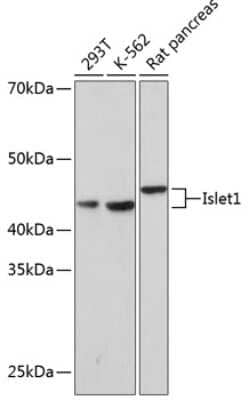 Western Blot: Islet-1 Antibody (1G9Q8) [NBP3-15315] - Western blot analysis of extracts of various cell lines, using Islet-1 Rabbit mAb (NBP3-15315) at 1:1000 dilution. Secondary antibody: HRP Goat Anti-Rabbit IgG (H+L) at 1:10000 dilution. Lysates/proteins: 25ug per lane. Blocking buffer: 3% nonfat dry milk in TBST. Detection: ECL Basic Kit. Exposure time: 30s.