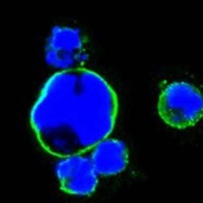 Immunocytochemistry/Immunofluorescence: Islet-1 Antibody (1H9) [NBP1-47537] - Analysis of HEK293 cells trasfected with full-length ISL1-hIgGFc using ISL1 mouse mAb (green). Blue: DRAQ5 fluorescent DNA dye.