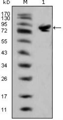 Western Blot: Islet-1 Antibody (1H9) [NBP1-47537] - Analysis using ISL1 mouse mAb against full-length ISL1 (aa1-349)-hIgGFc transfected HEK293 cell lysate(1).