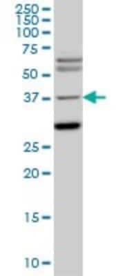 Western Blot: Islet-1 Antibody (2E7) [H00003670-M05] - Analysis of ISL1 expression in PC-12 (Cat # L012V1).