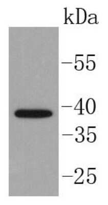 Western Blot: Islet-1 Antibody (SC05-64) [NBP2-67576] - Analysis of Islet 1 on MCF-7 cell lysates using anti-Islet 1 antibody at 1/1,000 dilution.