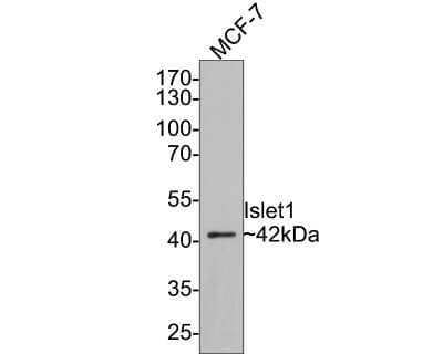 Western Blot: Islet-1 Antibody (SC05-64) [NBP2-67576] - Analysis of Islet-1 on MCF-7 cell lysates with Rabbit anti-Islet 1 antibody at 1/500 dilution. Lysates/proteins at 10 ug/Lane. Predicted band size: 39 kDa Observed band size: 42 kDa Exposure time: 2 minutes; 10% SDS-PAGE gel. Proteins were transferred to a PVDF membrane and blocked with 5% NFDM/TBST for 1 hour at room temperature. The primary antibody at 1/500 dilution was used in 5% NFDM/TBST at room temperature for 2 hours. Goat Anti-Rabbit IgG - HRP Secondary Antibody at 1:300,000 dilution was used for 1 hour at room temperature.