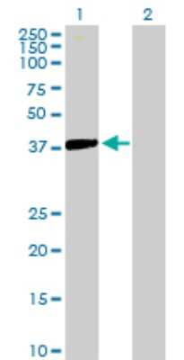 Western Blot: Islet-2 Antibody [H00064843-B01P] - Analysis of ISL2 expression in transfected 293T cell line by ISL2 polyclonal antibody.  Lane 1: ISL2 transfected lysate(39.49 KDa). Lane 2: Non-transfected lysate.
