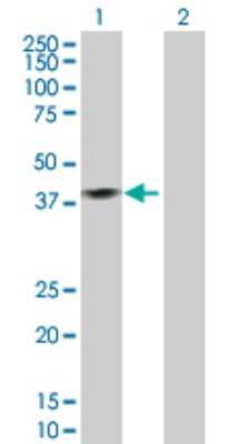 Western Blot: Islet-2 Antibody [H00064843-D01P] - Analysis of ISL2 expression in transfected 293T cell line by ISL2 polyclonal antibody.Lane 1: ISL2 transfected lysate(39.80 KDa).Lane 2: Non-transfected lysate.