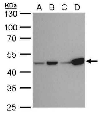 Western Blot: Isocitrate Dehydrogenase 1/IDH1 Antibody (1521) [NBP2-43692] - Analysis of A. 30 ug 293T whole cell lysate/extract B. 30 ug A431 whole cell lysate/extract C. 30 ug HeLa whole cell lysate/extract D. 30 ug HepG2 whole cell lysate/extract 10 % SDS-PAGE IDH1 antibody [1521] dilution: 1:1000