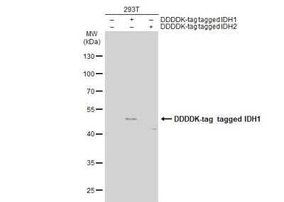 Western Blot: Isocitrate Dehydrogenase 1/IDH1 Antibody (1521) [NBP2-43692] - Non-transfected (-) and transfected (+) 293T whole cell extracts (30 ug) were separated by 10% SDS-PAGE, and the membrane was blotted with IDH1 antibody [1521] diluted at 1:5000. The HRP-conjugated anti-mouse IgG antibody (NBP2-19382) was used to detect the primary antibody.