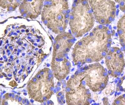 Immunohistochemistry-Paraffin: Isocitrate Dehydrogenase 1/IDH1 Antibody (A11-B4) [NBP2-66911] - Analysis of paraffin-embedded human kidney tissue using anti-IDH1 antibody. Counter stained with hematoxylin.