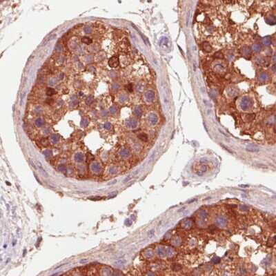 Immunohistochemistry-Paraffin: Isocitrate Dehydrogenase 1/IDH1 Antibody (CL0219) [NBP2-52882] - Staining of human testis shows strong immunoreactivity in seminiferous tubules.