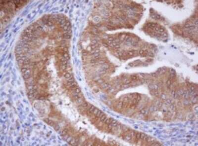 Immunohistochemistry: Isocitrate Dehydrogenase 1/IDH1 Antibody (OTI1D1) - Azide and BSA Free [NBP2-70990] - Analysis of Human endometrium tissue.