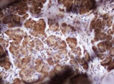 Immunohistochemistry: Isocitrate Dehydrogenase 1/IDH1 Antibody (OTI1D1) - Azide and BSA Free [NBP2-70990] - Analysis of Human pancreas tissue.