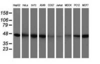 Western Blot: Isocitrate Dehydrogenase 1/IDH1 Antibody (OTI1D1) - Azide and BSA Free [NBP2-70990] - Analysis of extracts (35ug) from 9 different cell lines (HepG2: human; HeLa: human; SVT2: mouse; A549: human; COS7: monkey; Jurkat: human; MDCK: canine; PC12: rat; MCF7: human).