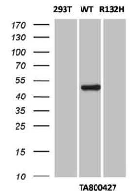 Western Blot: Isocitrate Dehydrogenase 1/IDH1 Antibody (OTI1D1) - Azide and BSA Free [NBP2-70990] - Analysis of HEK293T cells were either not transfected (left lane 