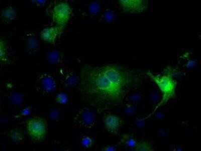 Immunocytochemistry/Immunofluorescence: Isocitrate Dehydrogenase 1/IDH1 Antibody (OTI2H9) - Azide and BSA Free [NBP2-70988] - Staining of COS7 cells transiently transfected by pCMV6-ENTRY Isocitrate dehydrogenase.