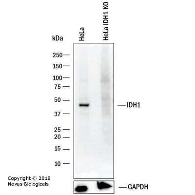 Western Blot: Isocitrate Dehydrogenase 1/IDH1 Antibody (OTI2H9) - Azide and BSA Free [NBP2-70988] - Western blot shows lysates of HeLa human cervical epithelial carcinoma parental cell line and IDH1 knockout (KO) HeLa cell line. PVDF membrane was probed with 1:2,000 of Mouse Anti-Human IDH1 monoclonal Antibody (Catalog # NBP1-47804) followed by HRP-conjugated Anti-Mouse IgG Secondary Antibody (Catalog #HAF018). Specific band was detected for IHD1 at approximately 38 kDa (as indicated) in the parental HeLa cell line, but is not detectable in the knockout HeLa cell line. This experiment was conducted under reducing conditions.