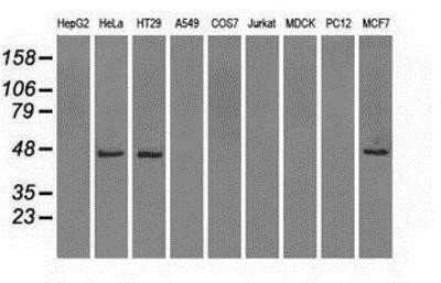 Western Blot: Isocitrate Dehydrogenase 1/IDH1 Antibody (OTI2H9) - Azide and BSA Free [NBP2-70988] - Analysis of extracts (35ug) from 9 different cell lines by using anti-Isocitrate dehydrogenase monoclonal antibody.