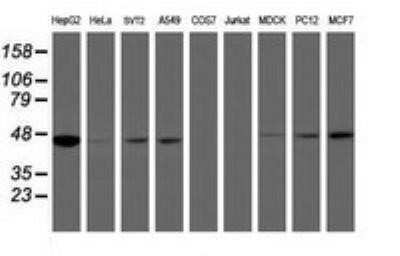 Western Blot: Isocitrate Dehydrogenase 1/IDH1 Antibody (OTI3G9) - Azide and BSA Free [NBP2-70989] - Analysis of extracts (35ug) from 9 different cell lines. HepG2: human; HeLa: human; SVT2: mouse; A549: human; COS7: monkey; Jurkat: human; MDCK: canine; PC12: rat; MCF7: human.
