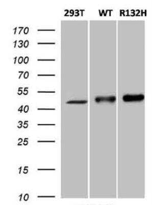 Western Blot: Isocitrate Dehydrogenase 1/IDH1 Antibody (OTI3G9) [NBP2-46018] - HEK293T cells were either not tranfected (left lane 