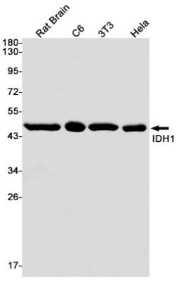 Western Blot: Isocitrate Dehydrogenase 1/IDH1 Antibody (S05-2G5) [NBP3-19494] - Western blot detection of Isocitrate Dehydrogenase 1/IDH1 in Rat Brain, C6, 3T3, Hela cell lysates using NBP3-19494 (1:1000 diluted). Predicted band size: 47kDa. Observed band size: 47kDa.