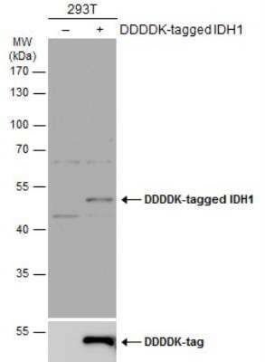 Western Blot: Isocitrate Dehydrogenase 1/IDH1 Antibody [NBP1-31599] - Non-transfected (-) and transfected (+) 293T whole cell extracts (30 ug) were separated by 10% SDS-PAGE, and the membrane was blotted with IDH1 antibody  diluted at 1:5000. The HRP-conjugated anti-rabbit IgG antibody (NBP2-19301) was used to detect the primary antibody