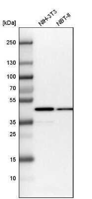 Western Blot: Isocitrate Dehydrogenase 1/IDH1 Antibody [NBP1-87428] - Analysis in mouse cell line NIH-3T3 and rat cell line NBT-II.