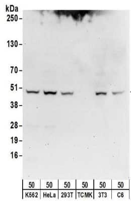 Western Blot: Isocitrate Dehydrogenase 1/IDH1 Antibody [NBP2-32150] - Samples:  Whole cell lysate (50 ug) from K562, HeLa, 293T, mouse TCMK-1, mouse NIH3T3, and rat C6 cells.   Antibodies:  Affinity purified rabbit anti-Isocitrate dehydrogenase antibody NBP2-32150 used for WB at 1 ug/ml. Detection: Chemiluminescence with an exposure time of 30 seconds.