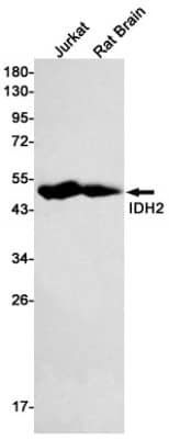 Western Blot: Isocitrate Dehydrogenase 2/IDH2 Antibody (S04-1B0) [NBP3-19658] - Western blot detection of Isocitrate Dehydrogenase 2/IDH2 in Jurkat, Rat Brain lysates using NBP3-19658 (1:500 diluted). Predicted band size: 51kDa. Observed band size: 43kDa.