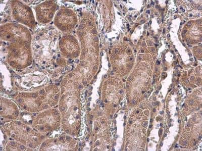 Immunohistochemistry-Paraffin: Isopeptidase T/USP5 Antibody [NBP1-32590] - Mouse kidney. USP5 antibody [C1C3] diluted at 1:500. Antigen Retrieval: Citrate buffer, pH 6.0, 15 min. 