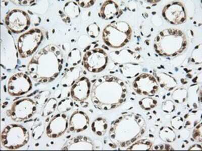 Immunohistochemistry: Isopeptidase T/USP5 Antibody (OTI2E3) - Azide and BSA Free [NBP2-71355] - Staining of paraffin-embedded Human Kidney tissue using anti-USP5 mouse monoclonal antibody.