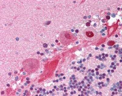 Immunohistochemistry-Paraffin: JAB1 Antibody (2A10.8) [NBP1-03055] - Staining of human brain, cerebellum. Immunohistochemistry of formalin-fixed, paraffin-embedded tissue after heat-induced antigen retrieval. Antibody concentration 5 ug/ml.