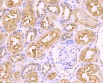 Immunohistochemistry-Paraffin: JAB1 Antibody (JB34-96) [NBP2-75546] - Analysis of paraffin-embedded human kidney tissue using anti-JAB1 antibody. Counter stained with hematoxylin.