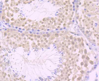 Immunohistochemistry-Paraffin: JAB1 Antibody (JB34-96) [NBP2-75546] - Analysis of paraffin-embedded mouse testis tissue using anti-JAB1 antibody. Counter stained with hematoxylin.