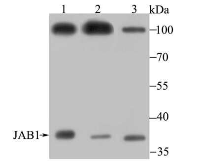 Western Blot: JAB1 Antibody (JB34-96) [NBP2-75546] - Analysis of JAB1 on different lysate using anti-JAB1 antibody at 1/500 dilution.Positive control:Lane 1: Mouse testis tissue   Lane 2: PC-3MLane 3: A549