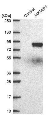 Western Blot: JAKMIP1 Antibody [NBP2-14137] - Analysis in control (vector only transfected HEK293T lysate) and JAKMIP1 over-expression lysate (Co-expressed with a C-terminal myc-DDK tag (3.1 kDa) in mammalian HEK293T cells).