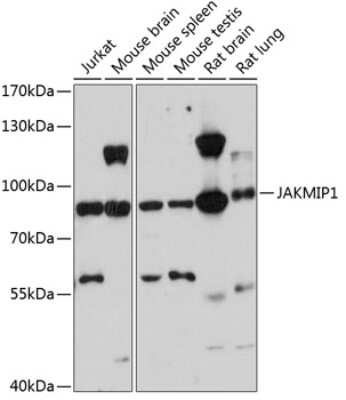 Western Blot: JAKMIP1 Antibody [NBP3-04970] - Analysis of extracts of various cell lines, using JAKMIP1 antibody at 1:3000 dilution. Secondary antibody: HRP Goat Anti-Rabbit IgG (H+L) at 1:10000 dilution. Lysates/proteins: 25ug per lane. Blocking buffer: 3% nonfat dry milk in TBST. Detection: ECL Basic Kit