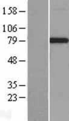 Western Blot: JAKMIP1 Overexpression Lysate (Adult Normal) [NBL1-12095] Left-Empty vector transfected control cell lysate (HEK293 cell lysate); Right -Over-expression Lysate for JAKMIP1.