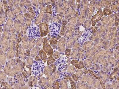 Immunohistochemistry-Paraffin: JAM-4/IGSF5 Antibody [NBP2-99581] - Immunochemical staining of mouse JAM-4/IGSF5 in mouse kidney with rabbit polyclonal antibody at 1:1000 dilution, formalin-fixed paraffin embedded sections.