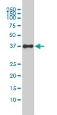 Western Blot: JAM-A Antibody (2E3-1C8) [H00050848-M01] - F11R monoclonal antibody (M01), clone 2E3-1C8 Analysis of F11R expression in HepG2.