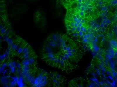 Immunohistochemistry-Frozen: JAM-A Antibody (H202-106) [Alexa Fluor® 488] [NB100-65340AF488] - Mouse proximal colon tissue section. Antibody at 1:200 at 4C overnight. 40X magnification. IHC-Fr image submitted by a verified customer review.