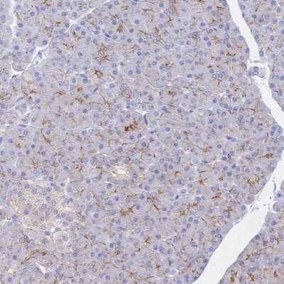 Immunohistochemistry-Paraffin: JAM-A Antibody [NBP2-38934] - Staining of human pancreas shows low expression as expected.