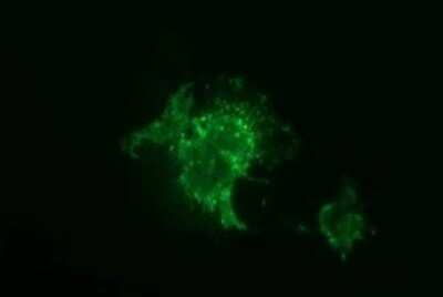Immunocytochemistry/Immunofluorescence: JAM-A Antibody (OTI3H3) - Azide and BSA Free [NBP2-71876] - Analysis of COS7 cells transiently transfected by pCMV6-ENTRY JAM-A.