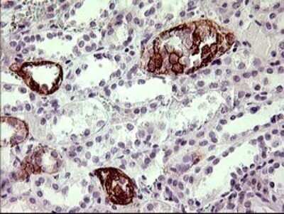 Immunohistochemistry: JAM-A Antibody (OTI3H3) - Azide and BSA Free [NBP2-71876] - Analysis of Human Kidney tissue. (Heat-induced epitope retrieval by 10mM citric buffer, pH6.0, 120C for 3min)
