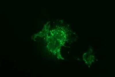 Immunofluorescence: JAM-A Antibody (OTI3H3) [NBP2-45560] - Analysis  of COS7 cells transiently transfected by pCMV6-ENTRY JAM-A.