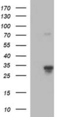 Western Blot: JAM-A Antibody (OTI3H3) [NBP2-45560] - Analysis of HEK293T cells were transfected with the pCMV6-ENTRY control (Left lane) or pCMV6-ENTRY JAM-A.