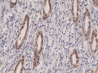 Immunohistochemistry-Paraffin: JAM-A Antibody (RM275) [NBP2-61562] - Immunohistochemical staining of formalin fixed and paraffin embedded Human kidney tissue sections using NBP2-61562.