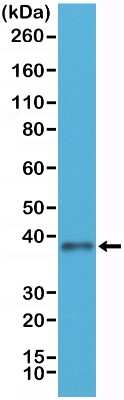 Western Blot: JAM-A Antibody (RM275) [NBP2-61562] - Western Blot of HEK293 cells lysates using NBP2-61562.