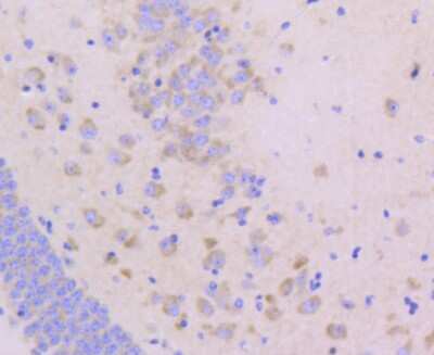 Immunohistochemistry-Paraffin: JAM-A Antibody (SC60-07) [NBP2-67636] - Analysis of paraffin-embedded mouse brain tissue using anti-JAM-1 antibody. Counter stained with hematoxylin.